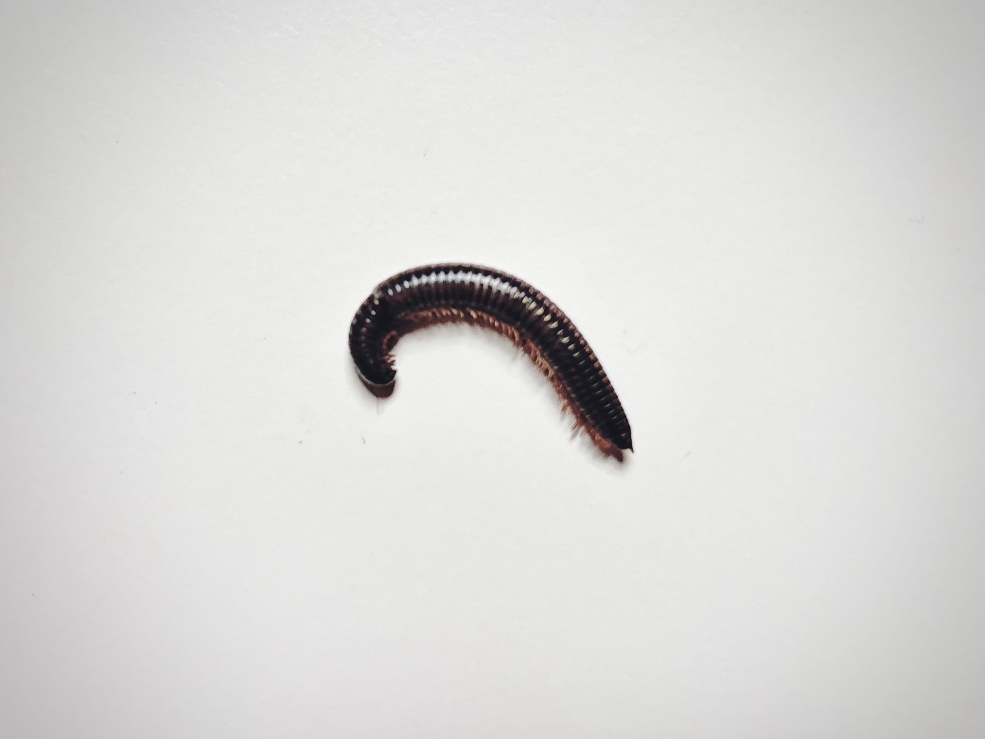 2026-09-29-I-am-Back-and-Now-There-is-a-Dead-Centipede-on-my-Desk